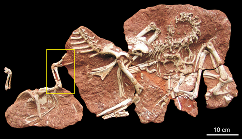 Heyuannian Dinosaur reference