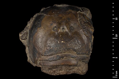 Hibbertopterus reference