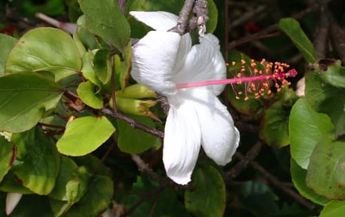 White Hawaiian Hibiscus reference
