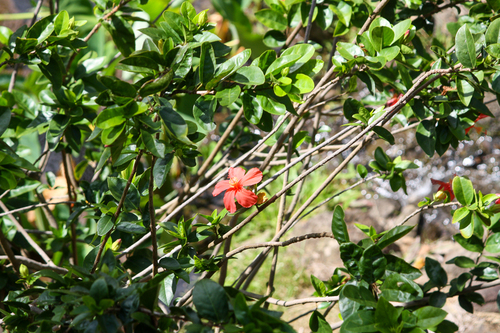 Red Kauaʻi Hibiscus reference