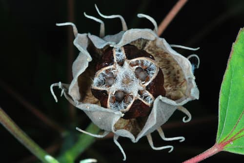 Swamp Rose-mallow reference