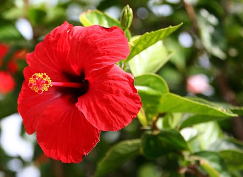 Chinese Hibiscus reference