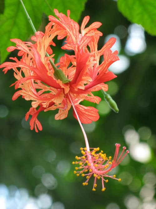 Coral Hibiscus reference