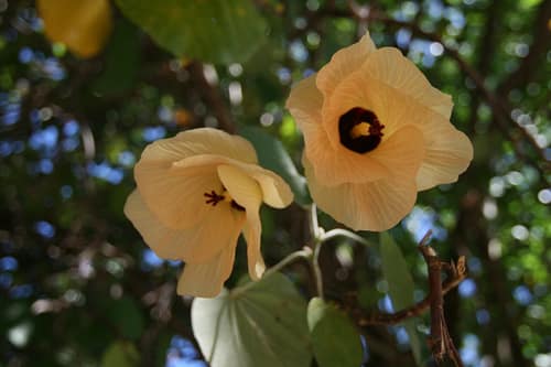 Sea Hibiscus reference