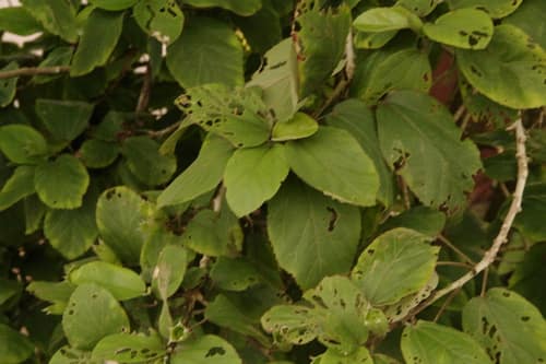 Hawaiian White Hibiscus reference