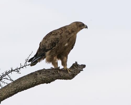 Booted Eagle reference