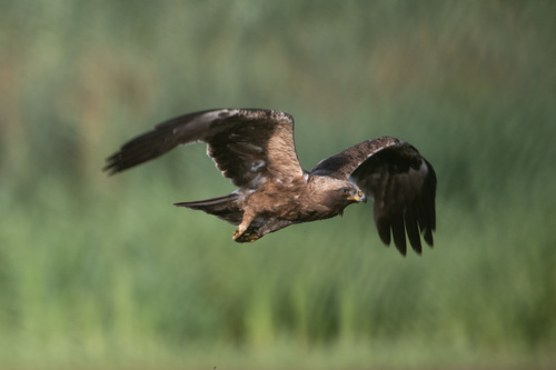 Booted Eagle reference
