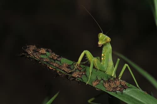 Giant Asian Shield Mantis reference