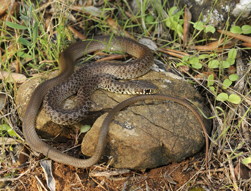 Balkan Whip Snake reference