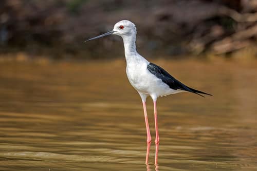 Pied Stilt reference