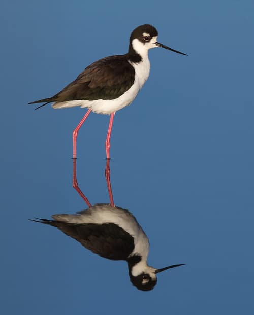 Black-Necked Stilt reference