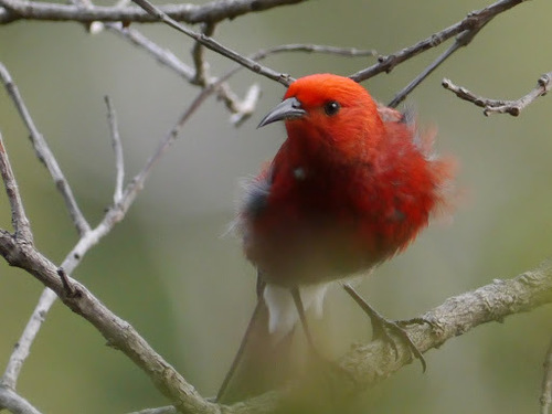 ʻApapane reference