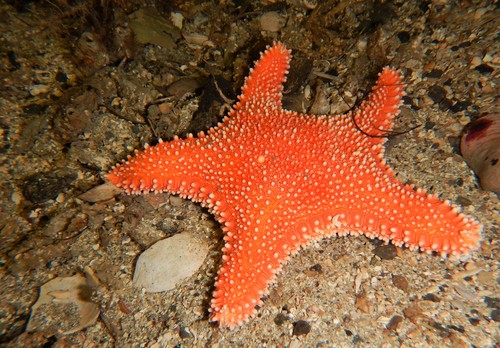 Horse Star reference