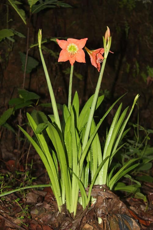 Barbados Lily reference