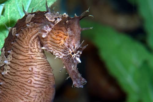 Lined Seahorse reference