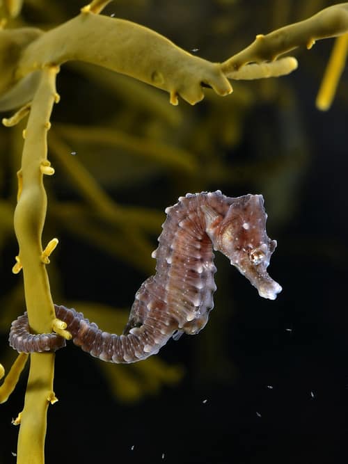 Short-snouted Seahorse reference