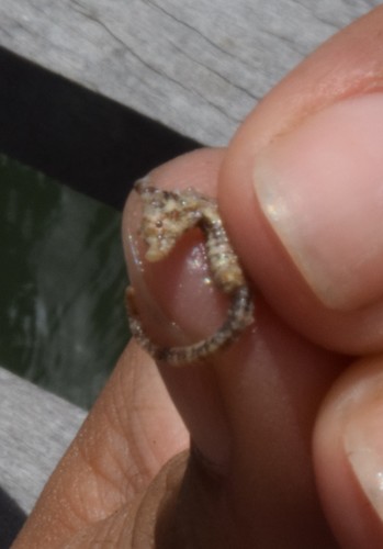 Dwarf Seahorse reference