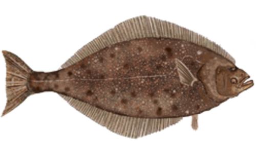 Pacific Halibut reference