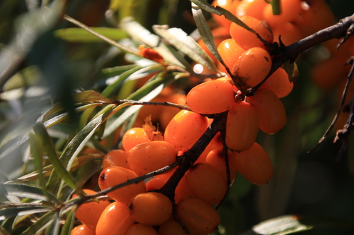 Sea Buckthorn reference
