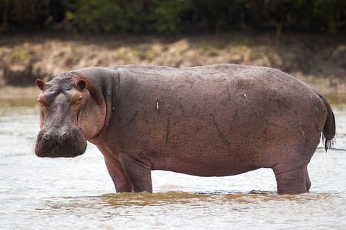 Hippopotamus reference