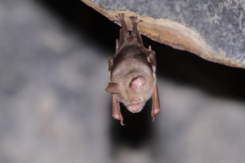 Diadem Roundleaf Bat reference