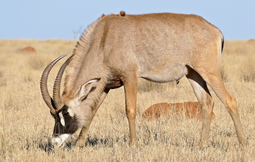 Roan Antelope reference