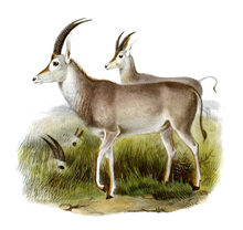 Bluebuck reference