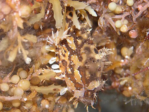 Sargassum Fish reference