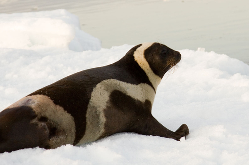 Ribbon Seal reference