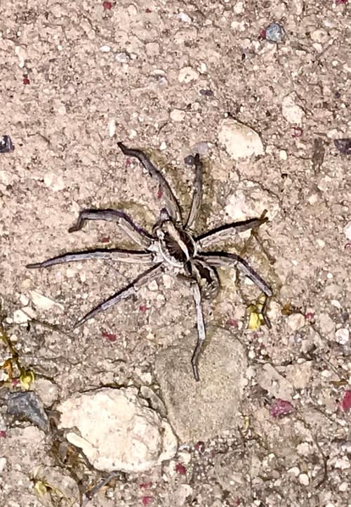 Carolina Wolf Spider reference