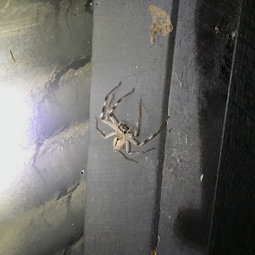Banded Huntsman Spider reference