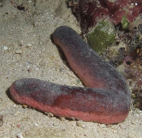 Pink and Black Sea Cucumber reference