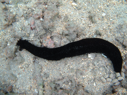 White-spotted Sea Cucumber reference