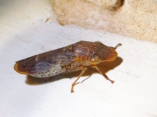 Glassy-winged Sharpshooter reference