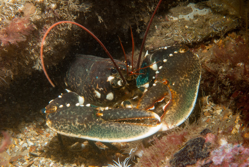 European Lobster reference