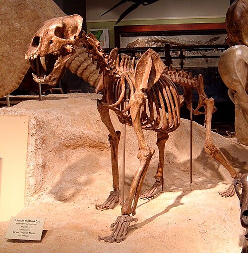 Scimitar-toothed Cat reference