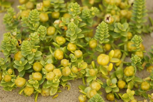 Sea Sandwort reference