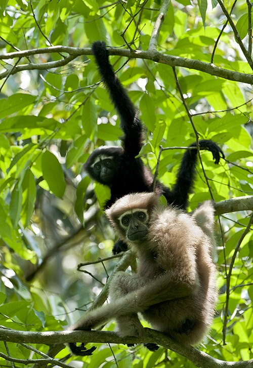 Western Hoolock Gibbon reference