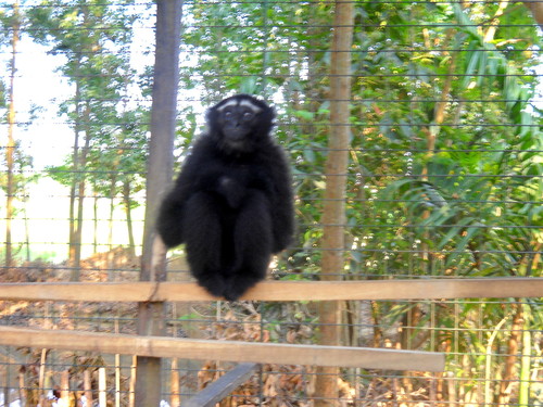 Eastern Hoolock Gibbon reference