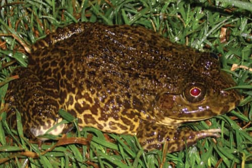 Chinese Bullfrog reference