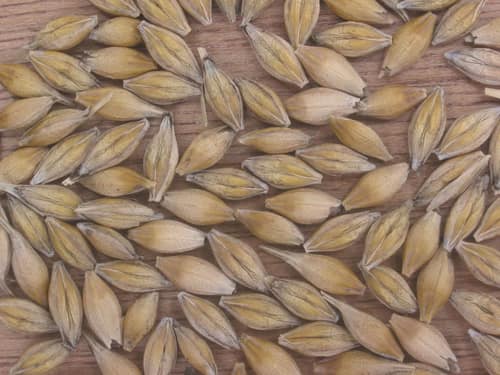 Cultivated Barley reference