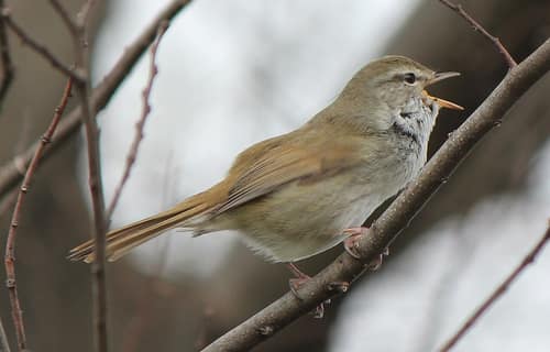 Japanese Bush Warbler reference