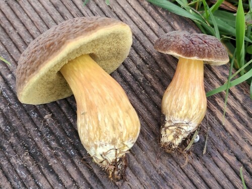 Engel's Bolete reference