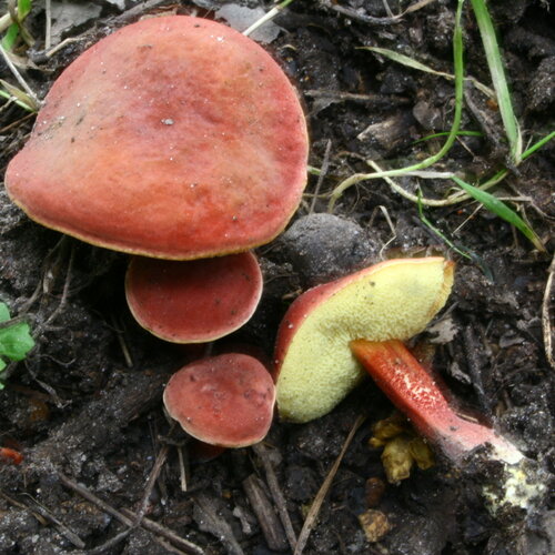 Ruby Bolete reference