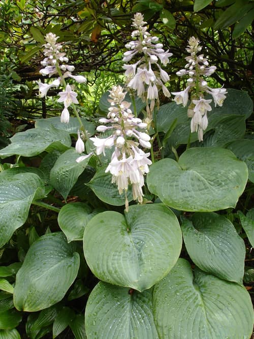 Fortune's Hosta reference