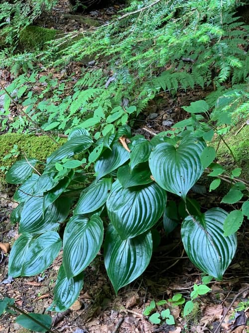 Fragrant Plantain Lily reference