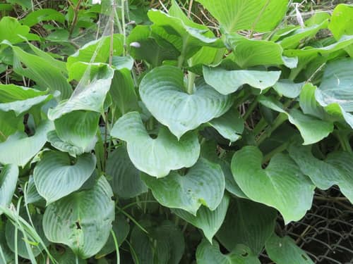 Siebold's Plantain Lily reference