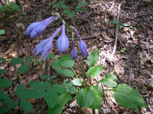 Blue Plantain Lily reference