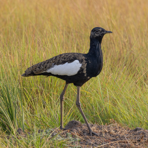 Bengal Florican reference