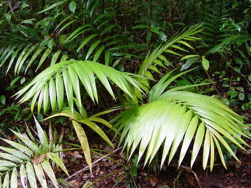 Kentia Palm reference